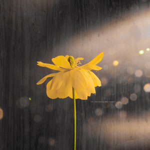 吃女王主人拉的大便
